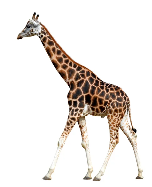 Giraffa — Foto Stock