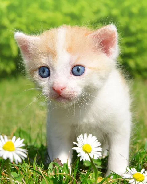 Small cat — Stock Photo, Image