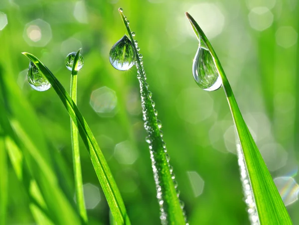 Dew drops — Stock Photo, Image