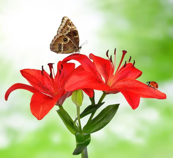 Лили с бабочкой и божьей коровкой — стоковое фото