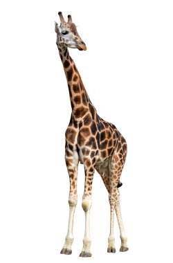 Zürafa