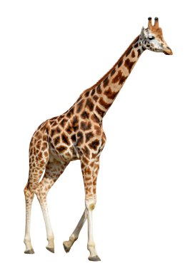 Zürafa