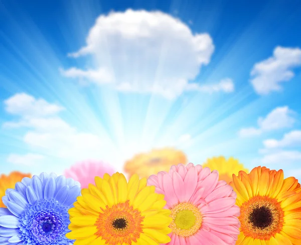 gerbera çiçekleri
