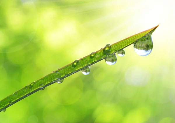 Gotas de Rocío —  Fotos de Stock