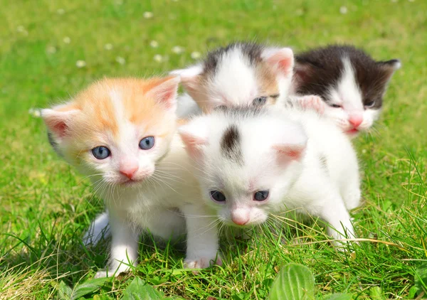 Gatos pequenos — Fotografia de Stock