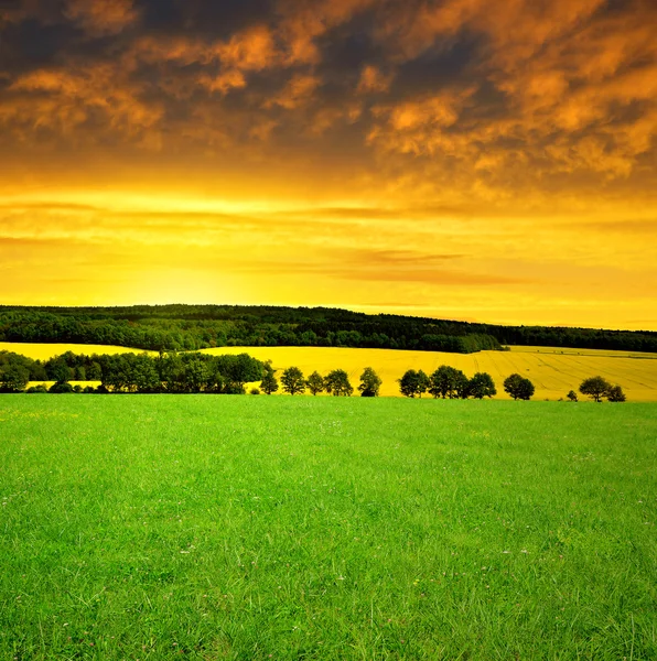 Våren äng — Stockfoto