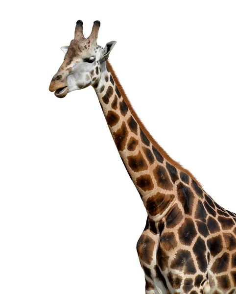 Giraffe — Stockfoto