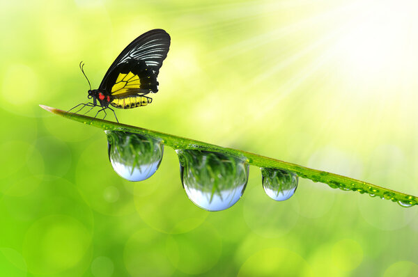 Dew and butterfly — Stock Photo, Image