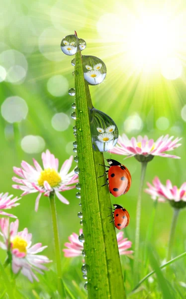 Dew and ladybirds — Stock Photo, Image