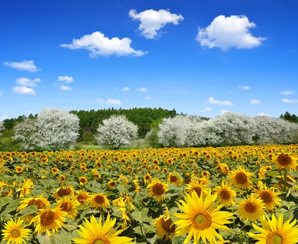 Campo de girasol — Foto de Stock