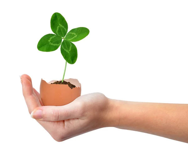 Hand holding clover growing out of the egg — Stock Photo, Image