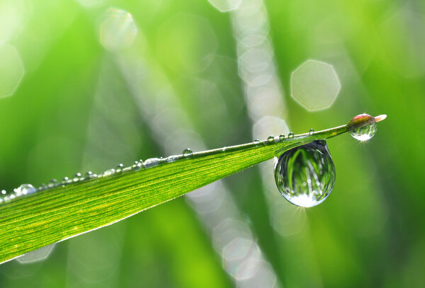 dew drops