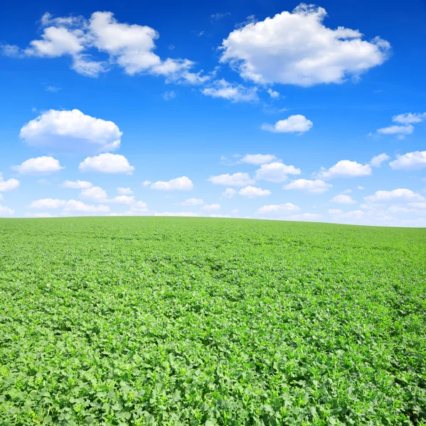 Green canola — Stock Photo, Image