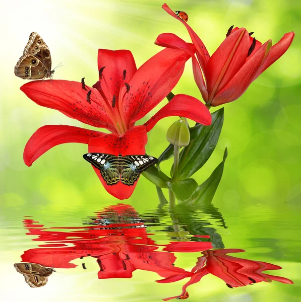 Lily with butterflies — Stock Photo, Image