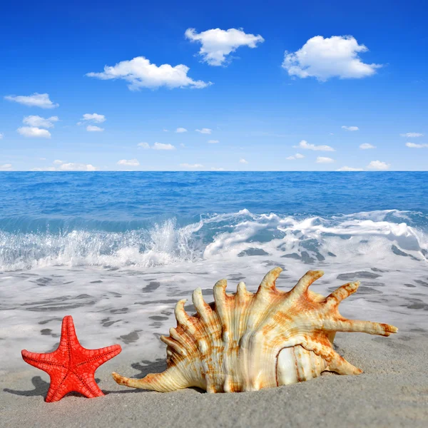 Conch shell with starfish — Stock Photo, Image