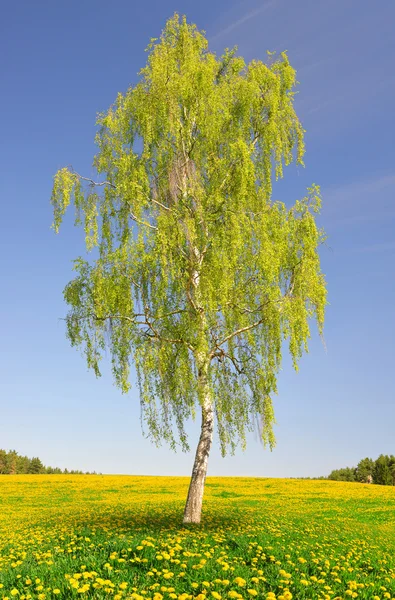 Birch tree — Stock Photo, Image