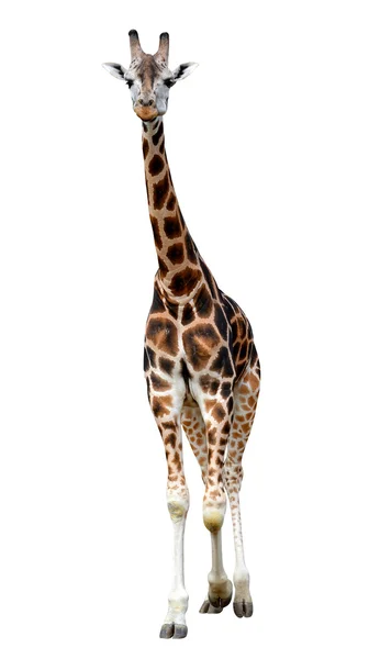 Giraffe — Stockfoto