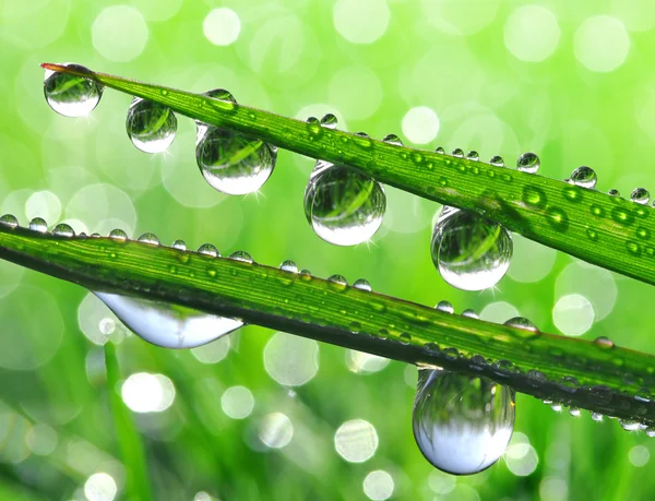 Dew drops — Stock Photo, Image