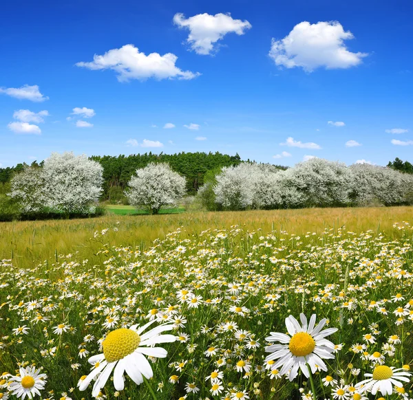 Field of marguerites — Stock Photo, Image