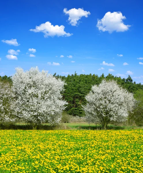 Våren äng — Stockfoto