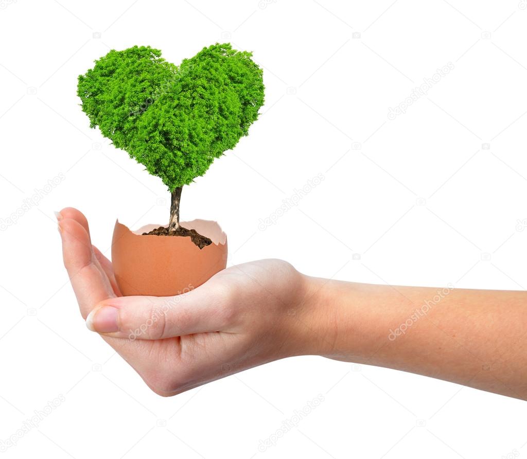 Hand holding tree in the shape of heart growing out of the egg
