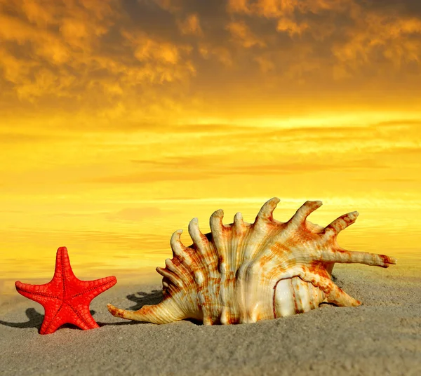 Caracol con estrella de mar — Foto de Stock