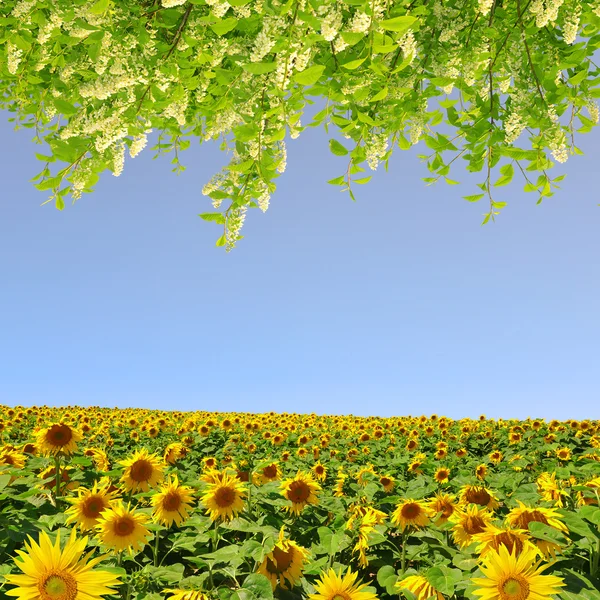 Paisagem Primavera — Fotografia de Stock