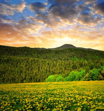 Bavyera ormanı Ulusal Parkı - Almanya