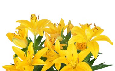 Lily