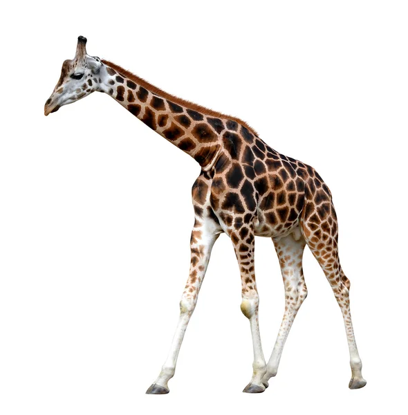 Giraffa — Foto Stock