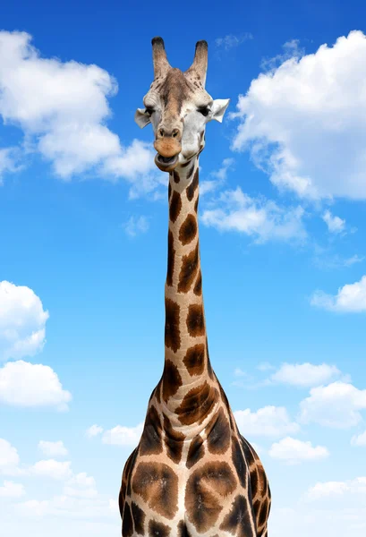 Giraffe — Stockfoto