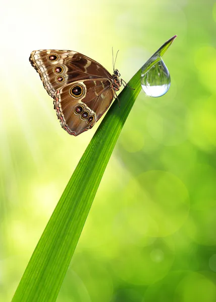 Rosée et papillon — Photo