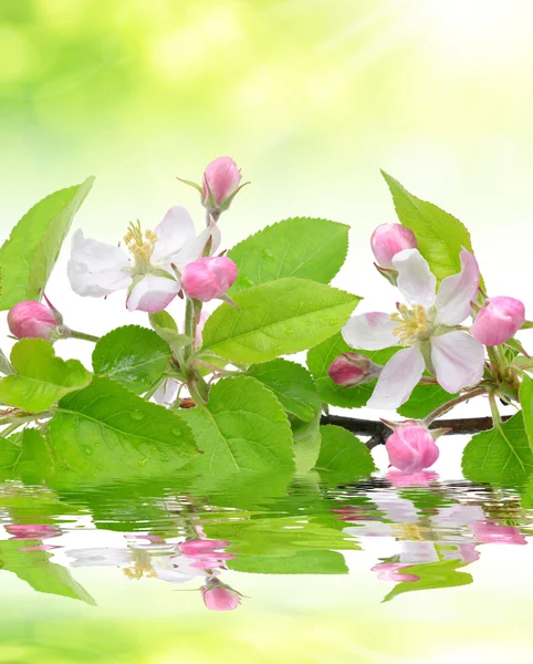 Spring blossoms — Stock Photo, Image