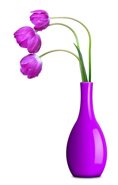 Frische violette Tulpen — Stockfoto