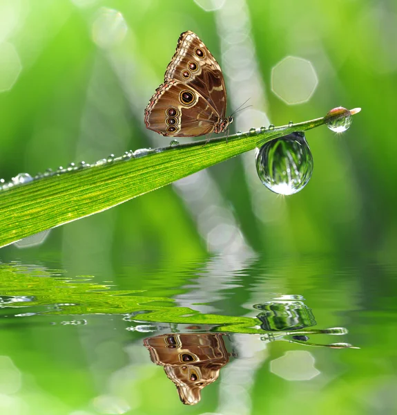 Dauw en vlinder morpho — Stockfoto