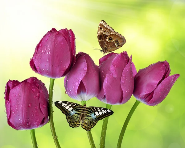 Tulipes violettes fraîches — Photo