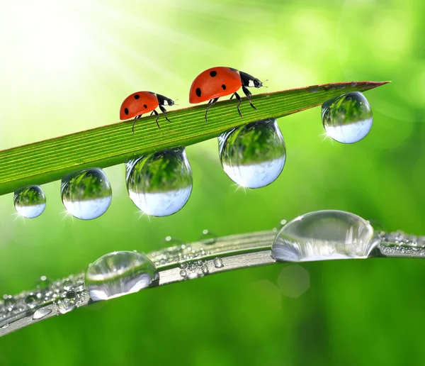 Dew and ladybirds — Stock Photo, Image