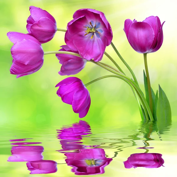 Frische violette Tulpen — Stockfoto