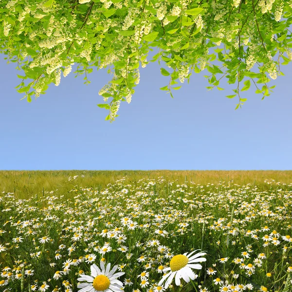 Området marguerites — Stockfoto