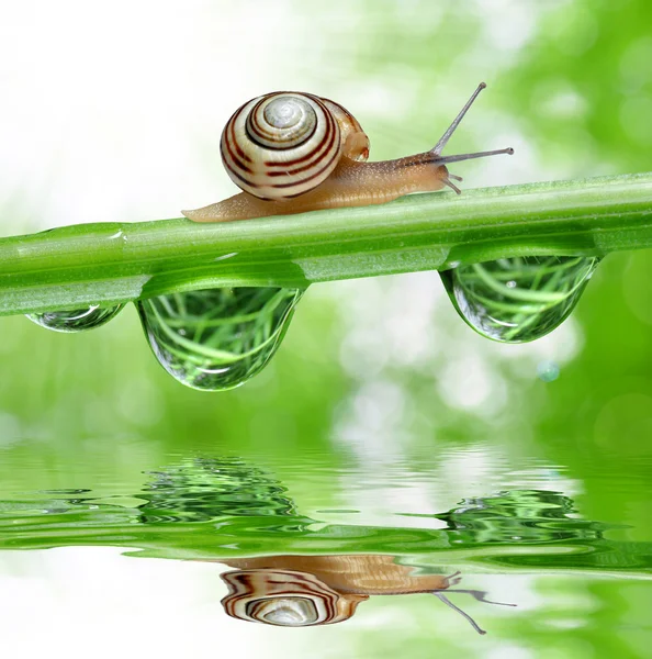 Slak op dewy gras — Stockfoto