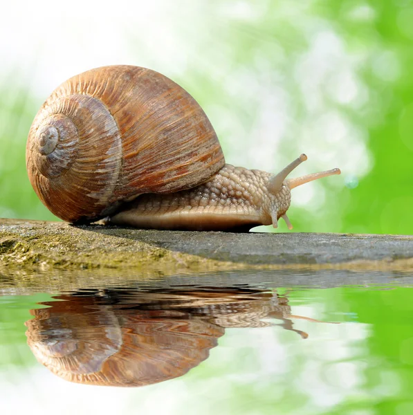 Garden snail — Stock Photo, Image