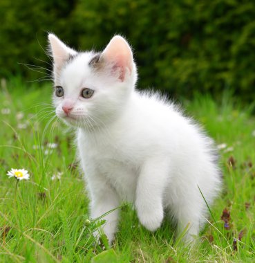 küçük yavru kedi