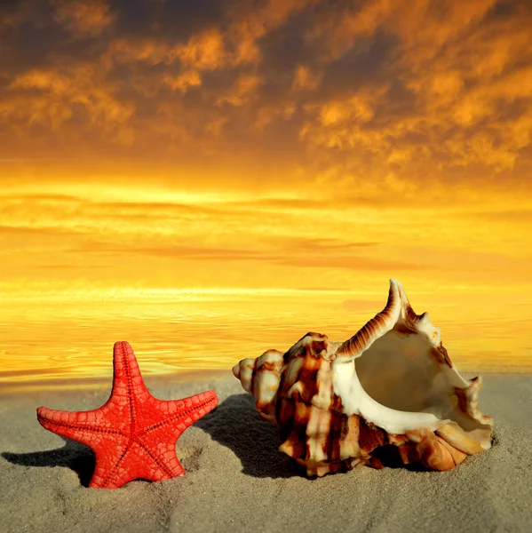 Caracol con estrella de mar — Foto de Stock