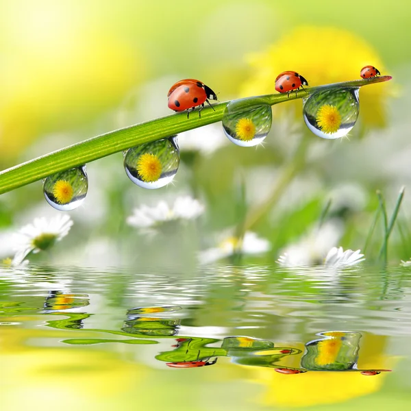 Gotas de rocío y mariquitas — Foto de Stock