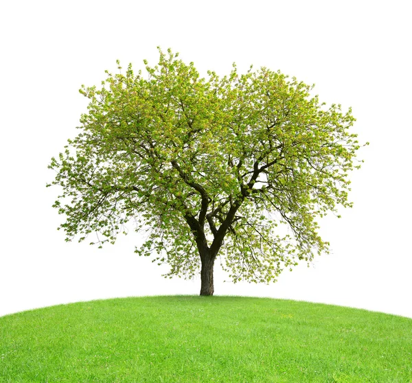 Träd på äng — Stockfoto