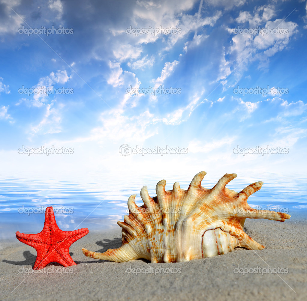 Conch shell with starfish