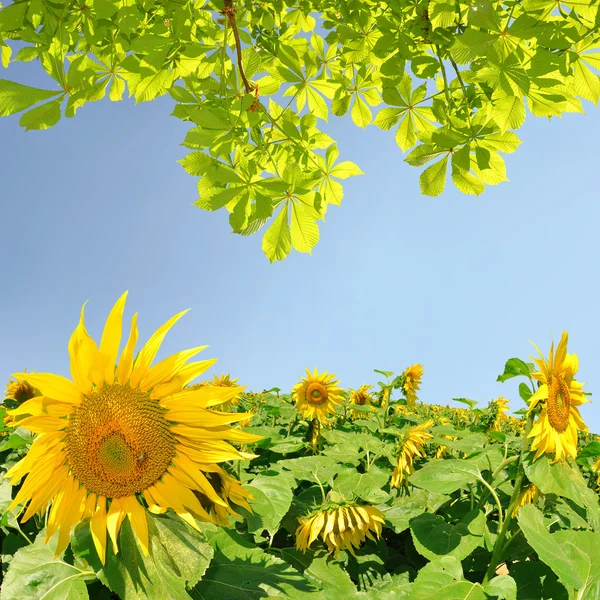 Campo de girasol —  Fotos de Stock