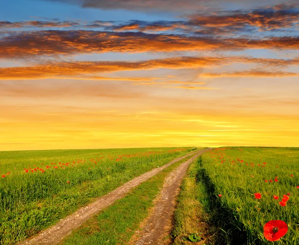 Weg in tarweveld — Stockfoto