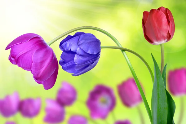 Colorful tulips — Stock Photo, Image