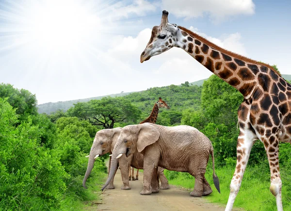 Giraffe and elephants — Stock Photo, Image